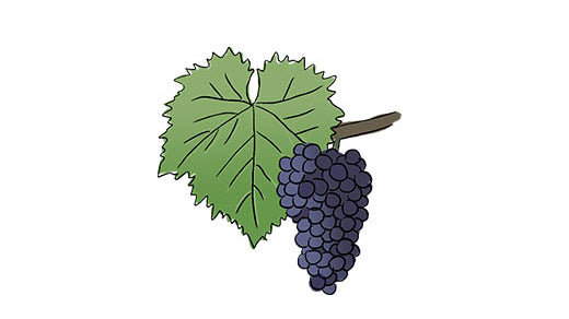 mourvèdre grape variety amble wine