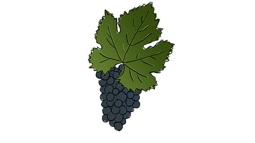 nebbiolo grape variety amble wine