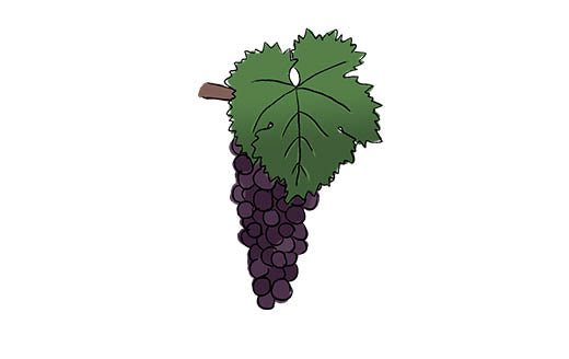 nero di troia grape variety amble wine