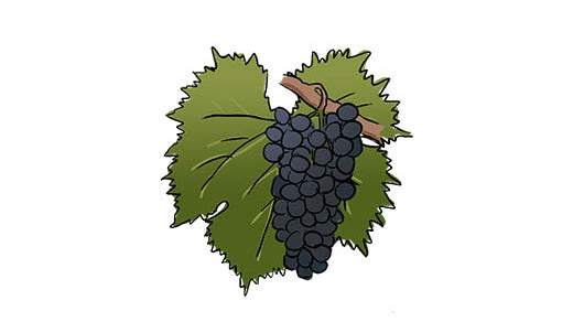 sangiovese grape variety amble wine