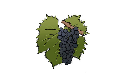 sangiovese grape variety amble wine