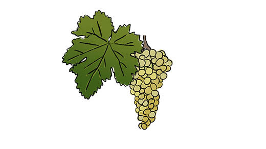 savatiano grape variety amble wine