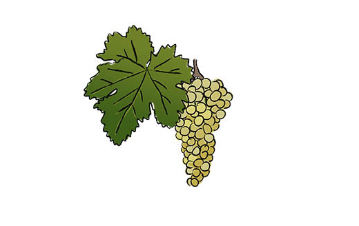 savatiano grape variety amble wine