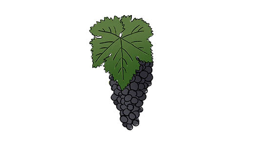 schiava grape variety amble wine