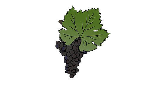 syrah grape variety amble wine