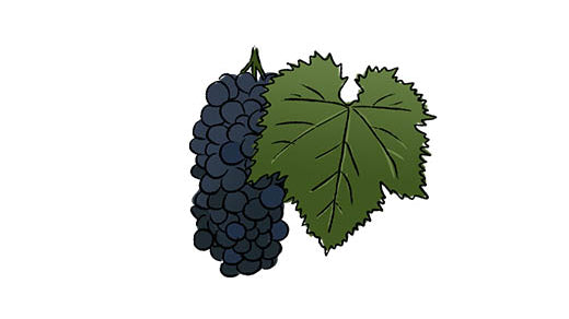 teroldego grape variety amble wine