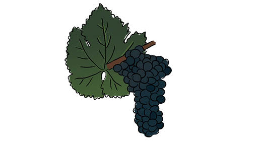 touriga franca grape variety amble wine