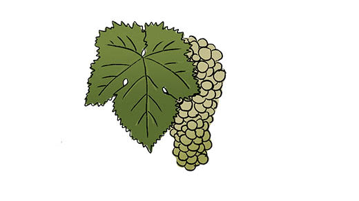 ugni blanc grape variety amble wine