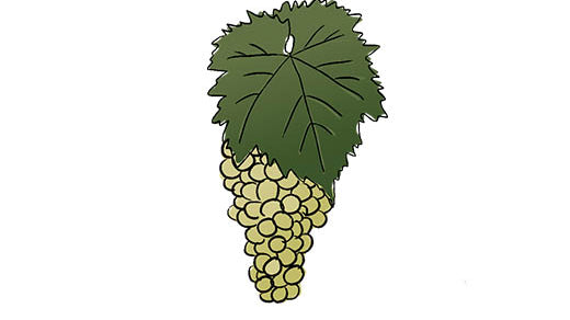 vidal grape variety amble wine