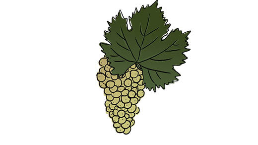 welschriesling grape variety amble wine