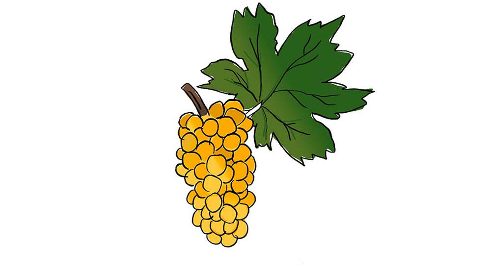 bical grape variety amble wine