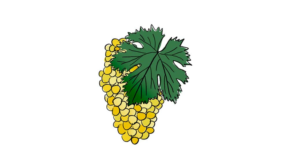 parellada grape variety amble wine