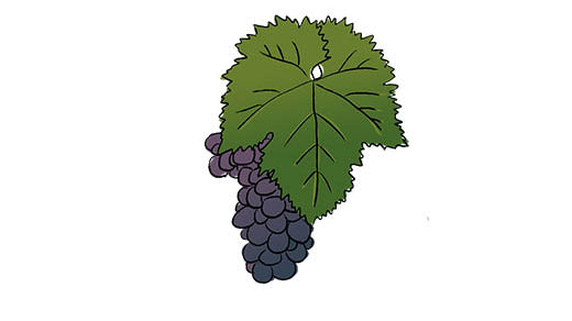 xinomavro grape variety amble wine
