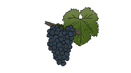 zweigelt grape variety amble wine