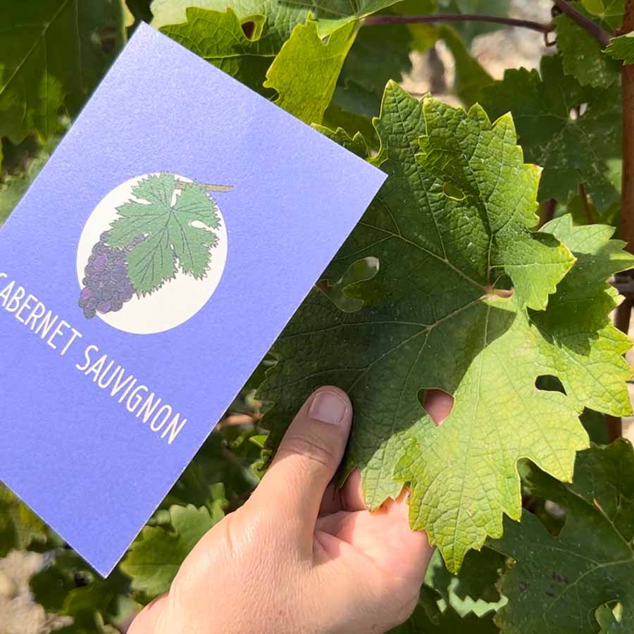 flashcards grape varieties of the world cabernet sauvignon amble wine english