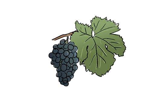 barbera grape variety amble wine