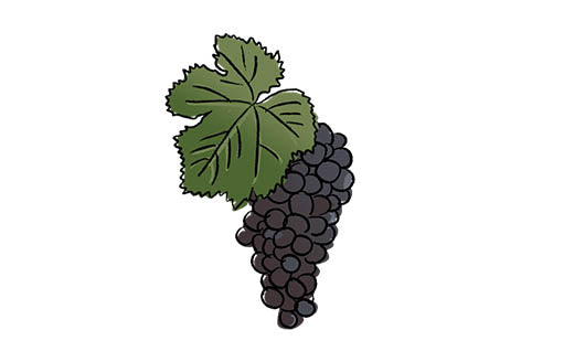 bobal grape variety amble wine