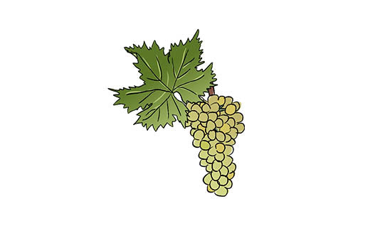 carricante grape variety amble wine