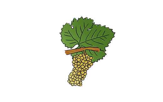 chenin blanc grape variety amble wine