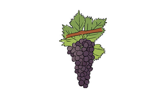 cinsault grape variety amble wine