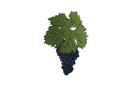 corvina grape variety amble wine