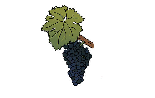 carignan grape variety amble wine