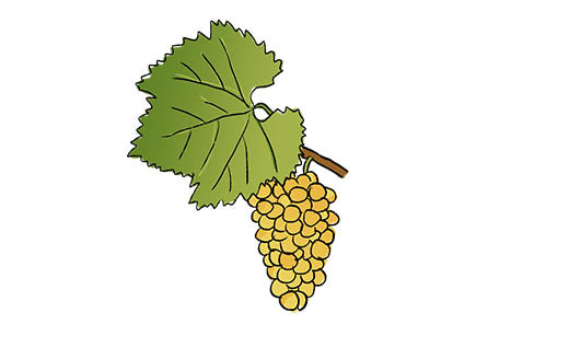 chardonnay grape variety amble wine