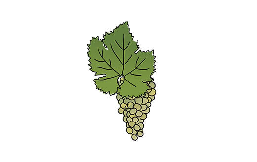 falanghina grape variety amble wine