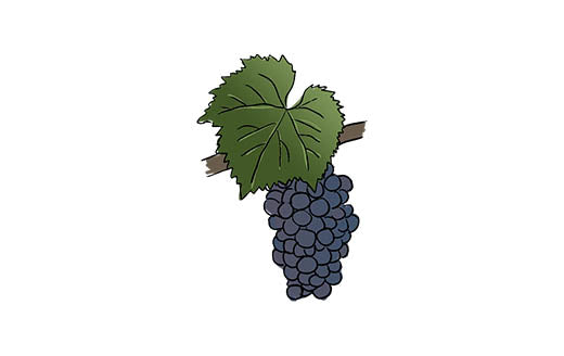 gamay grape variety amble wine