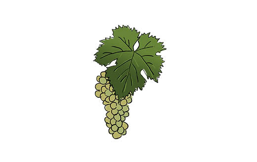 garganega grape variety amble wine