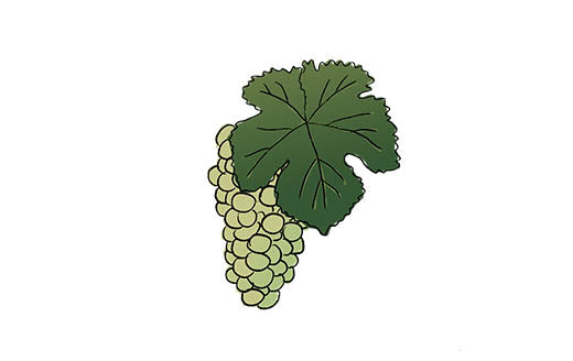 godello grape variety amble wine