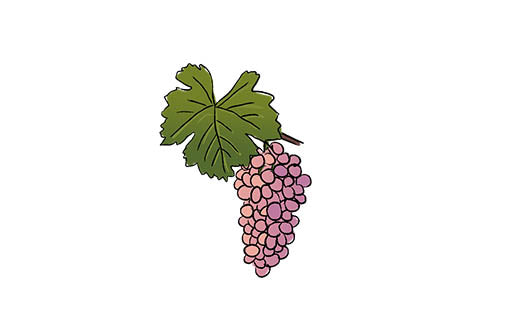 gewurtraminer grape variety amble wine