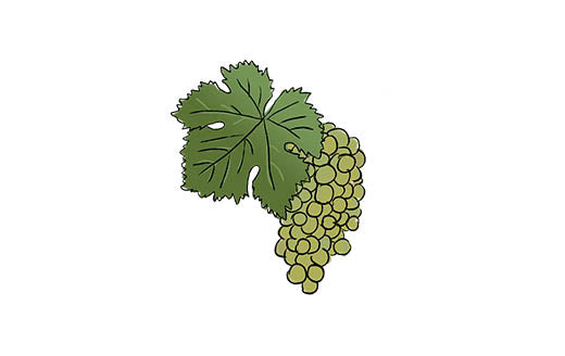 gruner veltliner grape variety amble wine