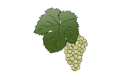 loureiro grape variety amble wine