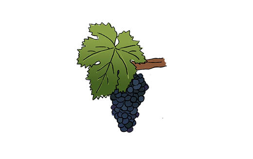 malbec grape variety amble wine