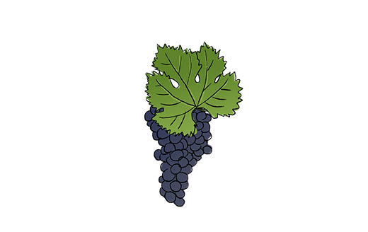 merlot grape variety amble wine