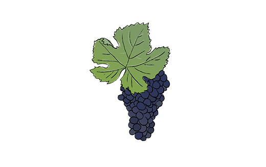 meunier grape variety amble wine