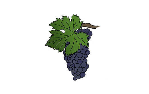 montepulciano grape variety amble wine