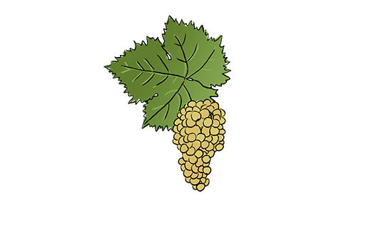 muscat blanc à petits grains