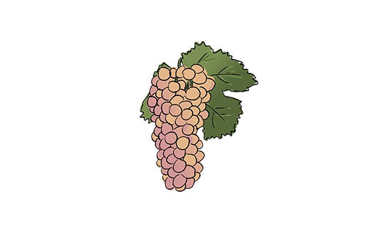 moscholifero grape variety amble wine