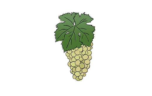 muller-thurgau grape variety amble wine