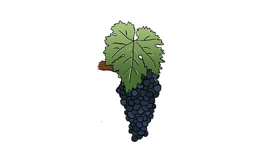 negroamaro grape variety amble wine