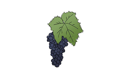 nero d'avola grape variety amble wine