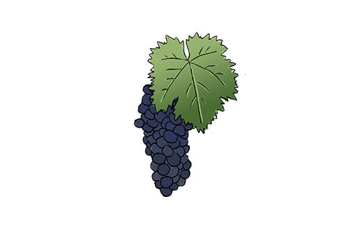 nerello mascalese grape variety amble wine