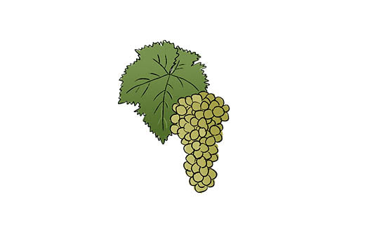 passerina grape variety amble wine