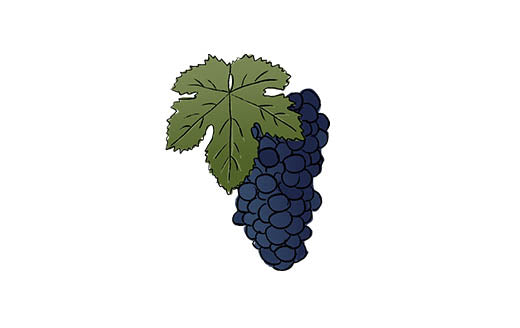 pinotage grape variety amble wine
