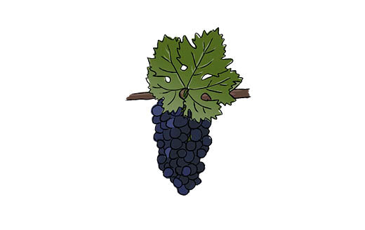primitivo grape variety amble wine
