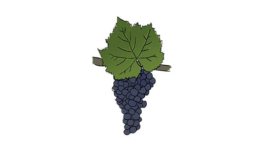 pinot noir grape variety amble wine