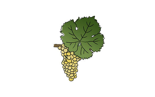 riesling grape variety amble wine