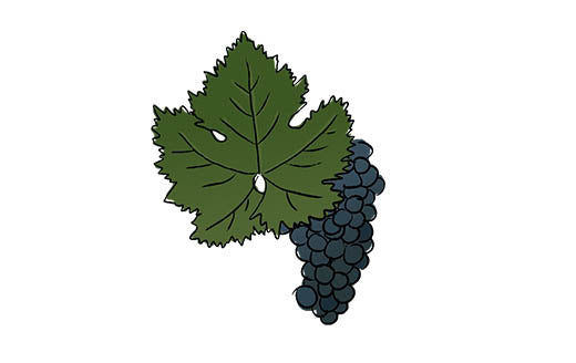 tempranillo grape variety amble wine